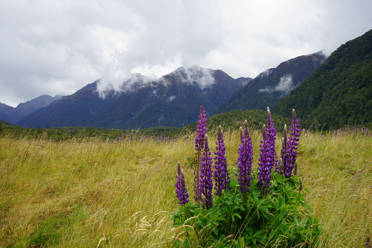 Cascade Creek – eine Stunde vor dem Milford Sound